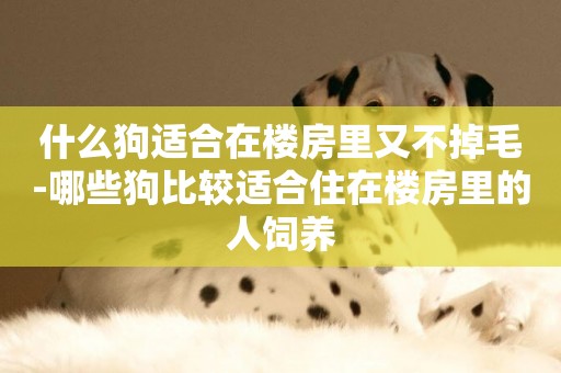 什么狗適合在樓房里又不掉毛-哪些狗比較適合住在樓房里的人飼養