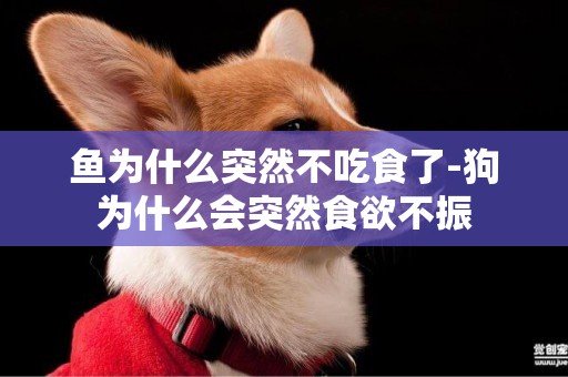 魚為什么突然不吃食了-狗為什么會突然食欲不振