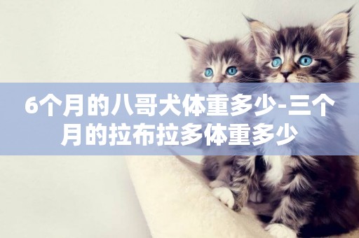 6個月的八哥犬體重多少-三個月的拉布拉多體重多少