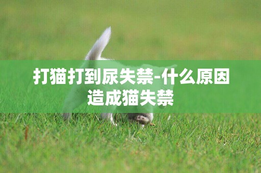 打貓打到尿失禁-什么原因造成貓失禁