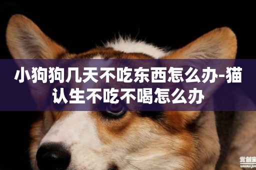 小狗狗幾天不吃東西怎么辦-貓認生不吃不喝怎么辦