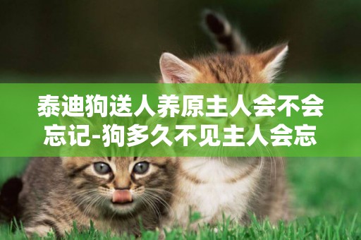 泰迪狗送人養原主人會不會忘記-狗多久不見主人會忘記
