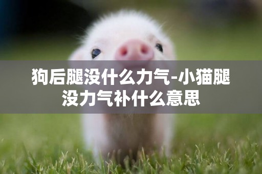 狗后腿沒什么力氣-小貓腿沒力氣補什么意思