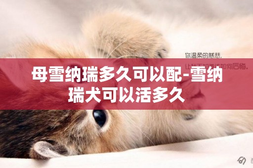 母雪納瑞多久可以配-雪納瑞犬可以活多久