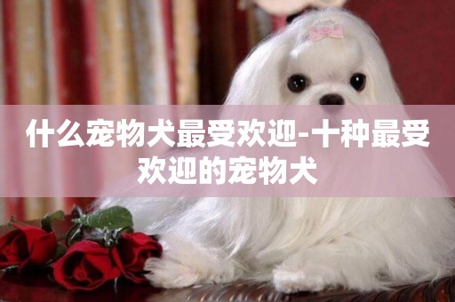 什么寵物犬最受歡迎-十種最受歡迎的寵物犬