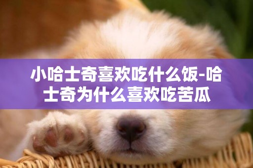 小哈士奇喜歡吃什么飯-哈士奇為什么喜歡吃苦瓜