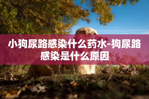 小狗尿路感染什么藥水-狗尿路感染是什么原因