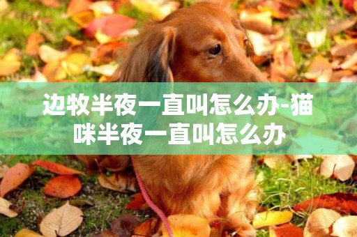邊牧半夜一直叫怎么辦-貓咪半夜一直叫怎么辦