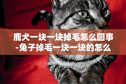 鹿犬一塊一塊掉毛怎么回事-兔子掉毛一塊一塊的怎么回事