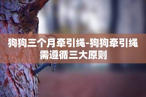 狗狗三個月牽引繩-狗狗牽引繩需遵循三大原則