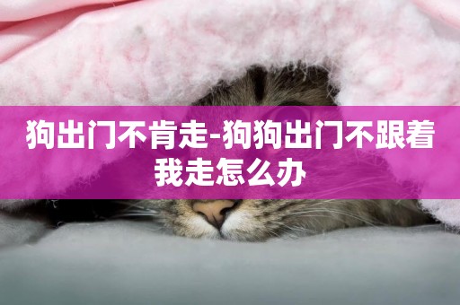 狗出門不肯走-狗狗出門不跟著我走怎么辦