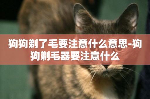 狗狗剃了毛要注意什么意思-狗狗剃毛器要注意什么