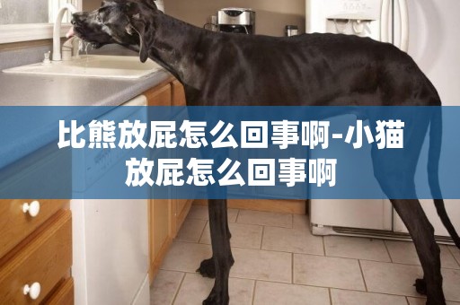 比熊放屁怎么回事啊-小貓放屁怎么回事啊