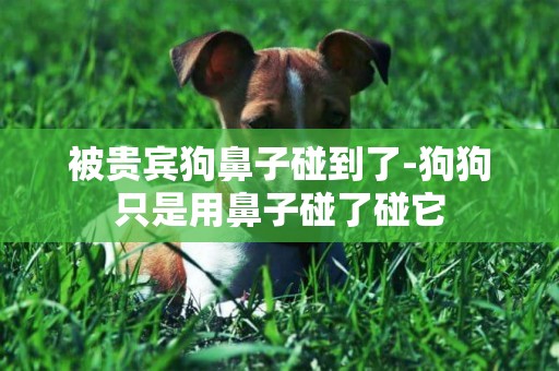 被貴賓狗鼻子碰到了-狗狗只是用鼻子碰了碰它