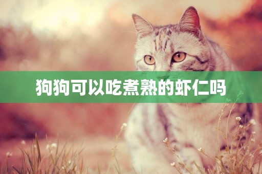狗狗可以吃煮熟的蝦仁嗎