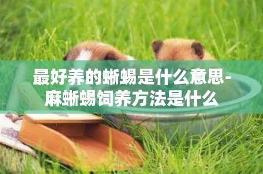 最好養的蜥蜴是什么意思-麻蜥蜴飼養方法是什么