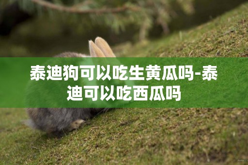 泰迪狗可以吃生黃瓜嗎-泰迪可以吃西瓜嗎