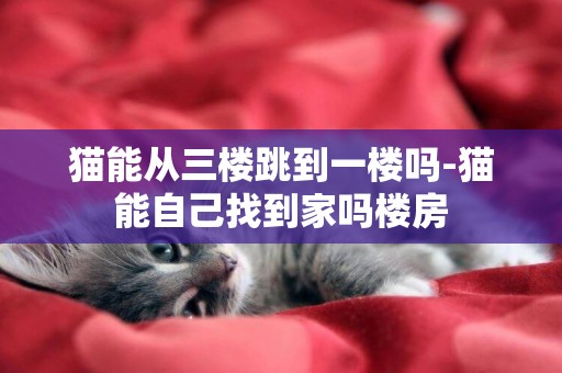 貓能從三樓跳到一樓嗎-貓能自己找到家嗎樓房