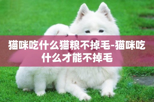 貓咪吃什么貓糧不掉毛-貓咪吃什么才能不掉毛