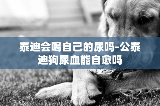 泰迪會喝自己的尿嗎-公泰迪狗尿血能自愈嗎