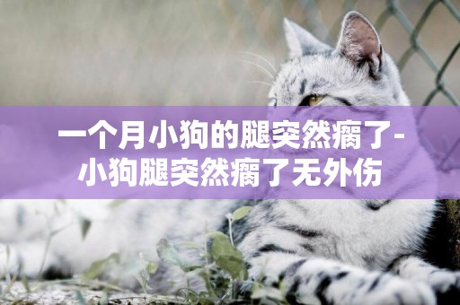 一個月小狗的腿突然瘸了-小狗腿突然瘸了無外傷