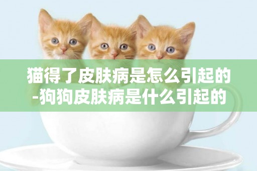 貓得了皮膚病是怎么引起的-狗狗皮膚病是什么引起的