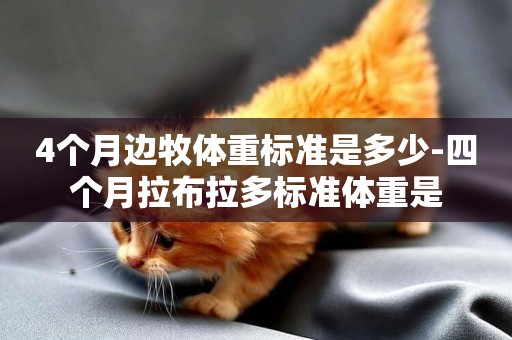 4個月邊牧體重標準是多少-四個月拉布拉多標準體重是