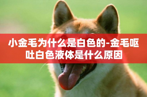 小金毛為什么是白色的-金毛嘔吐白色液體是什么原因