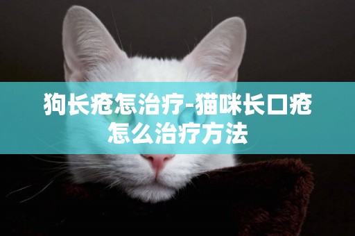 狗長瘡怎治療-貓咪長口瘡怎么治療方法