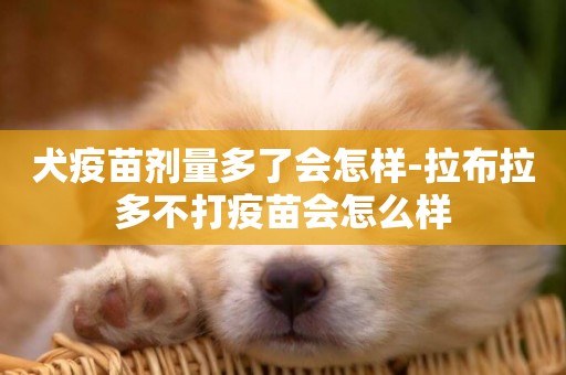 犬疫苗劑量多了會怎樣-拉布拉多不打疫苗會怎么樣