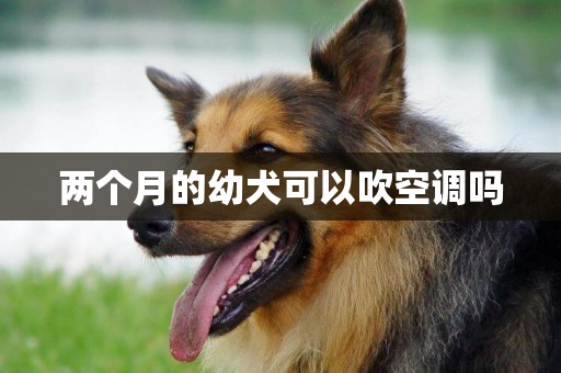 兩個月的幼犬可以吹空調嗎