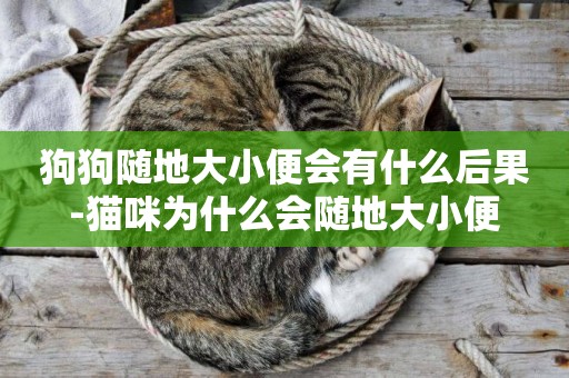狗狗隨地大小便會有什么后果-貓咪為什么會隨地大小便