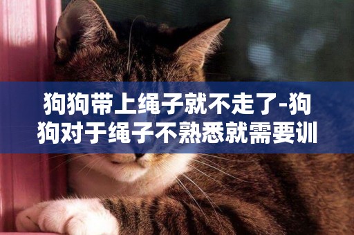 狗狗帶上繩子就不走了-狗狗對于繩子不熟悉就需要訓練了