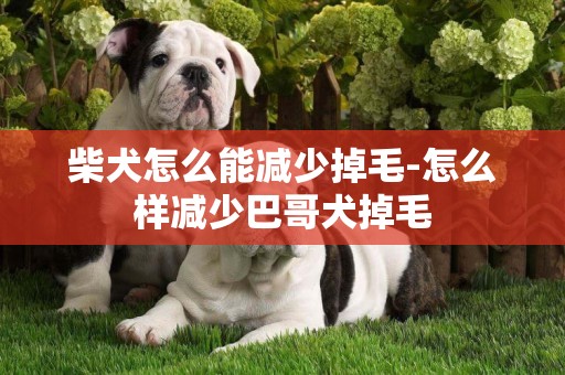 柴犬怎么能減少掉毛-怎么樣減少巴哥犬掉毛