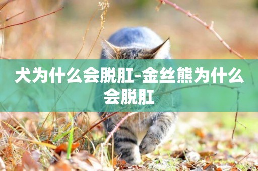 犬為什么會脫肛-金絲熊為什么會脫肛