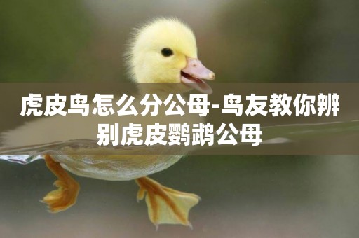 虎皮鳥怎么分公母-鳥友教你辨別虎皮鸚鵡公母