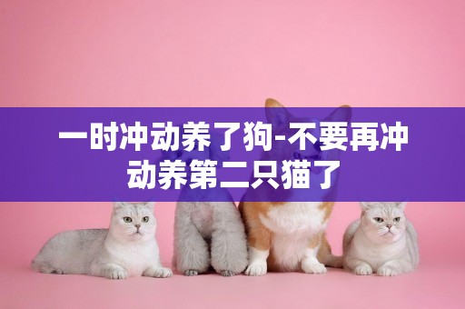 一時沖動養了狗-不要再沖動養第二只貓了