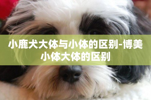 小鹿犬大體與小體的區別-博美小體大體的區別