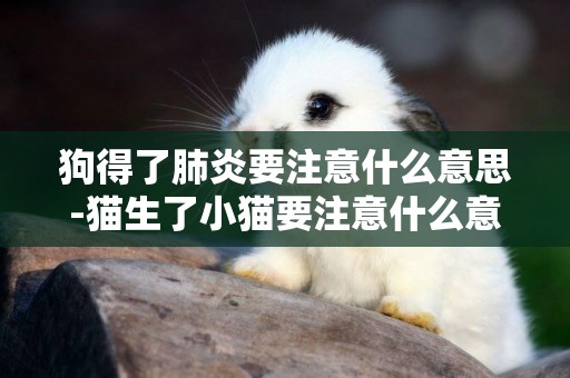 狗得了肺炎要注意什么意思-貓生了小貓要注意什么意思