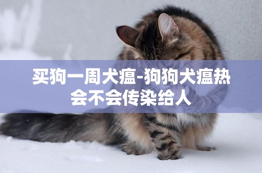 買狗一周犬瘟-狗狗犬瘟熱會不會傳染給人