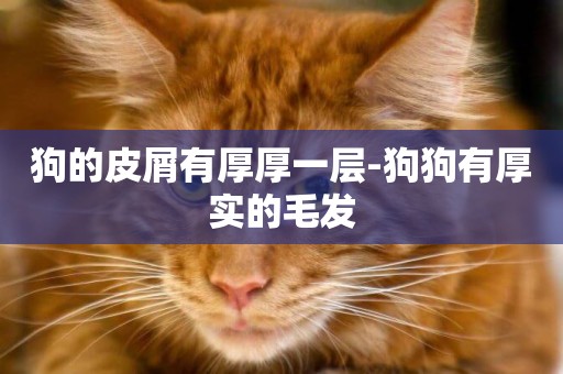 狗的皮屑有厚厚一層-狗狗有厚實的毛發