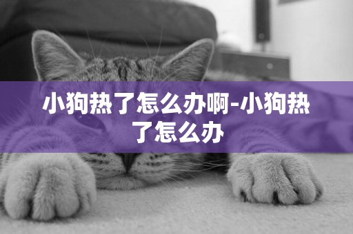 小狗熱了怎么辦啊-小狗熱了怎么辦