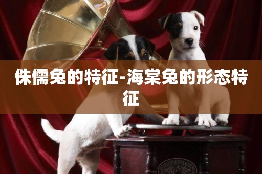 侏儒兔的特征-海棠兔的形態特征