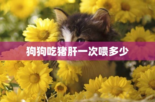 狗狗吃豬肝一次喂多少