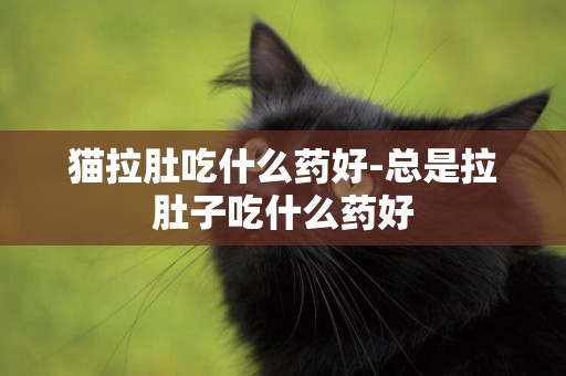 貓拉肚吃什么藥好-總是拉肚子吃什么藥好