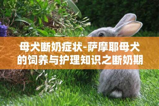 母犬斷奶癥狀-薩摩耶母犬的飼養與護理知識之斷奶期