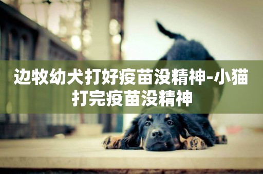 邊牧幼犬打好疫苗沒精神-小貓打完疫苗沒精神