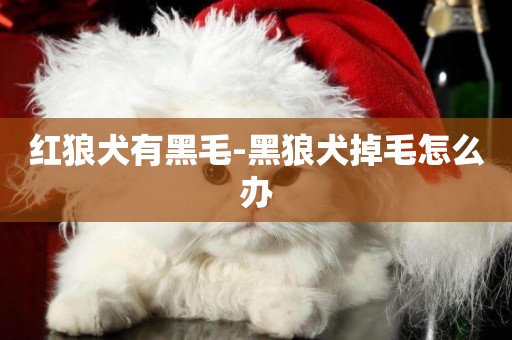 紅狼犬有黑毛-黑狼犬掉毛怎么辦