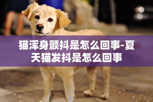 貓渾身顫抖是怎么回事-夏天貓發抖是怎么回事