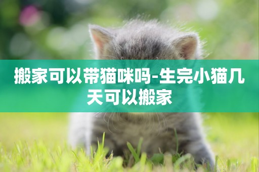 搬家可以帶貓咪嗎-生完小貓幾天可以搬家
